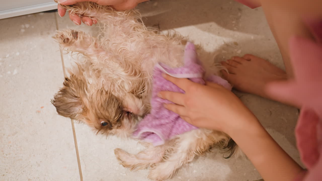White Girl Massaging Puppy Belly With Purple Towel On Tiled Floor After Bath, Gentle Long Strokes And Soft Pressure Soothe Wet Fur, Calm Trustful Atmosphere And Pet Sitter Care Vibe