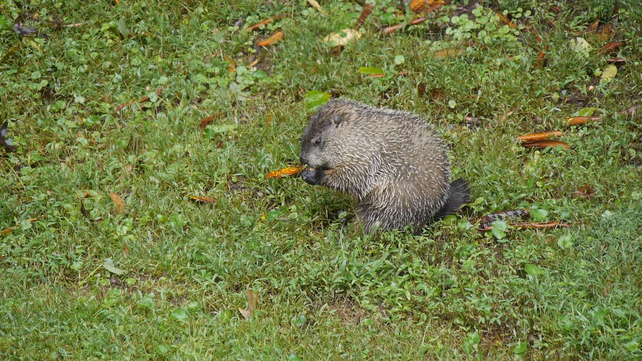 Marmotta seduta nell'erba in natura