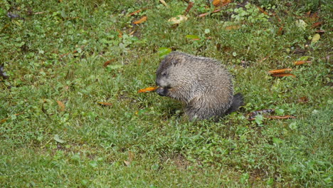 Murmeltier-Sitzt-Im-Gras-In-Der-Natur