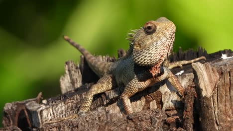 lizard video uhd mp4 4k