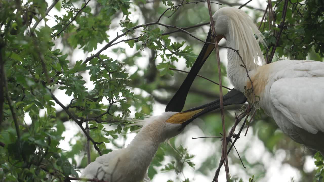 부모 스토크가 새끼 스토크에게 먹이를 주고 있습니다.