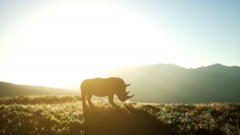 Nashorn-Steht-Bei-Sonnenuntergang-Im-Offenen-Gelände