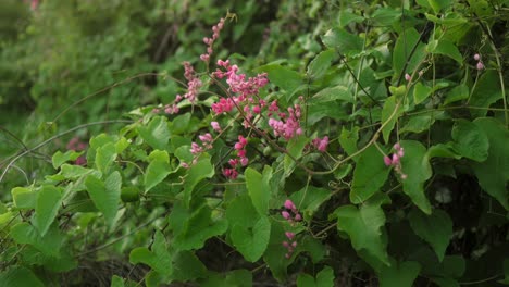 Vibrant pink flowers bloom among lush green leaves in a serene outdoor setting