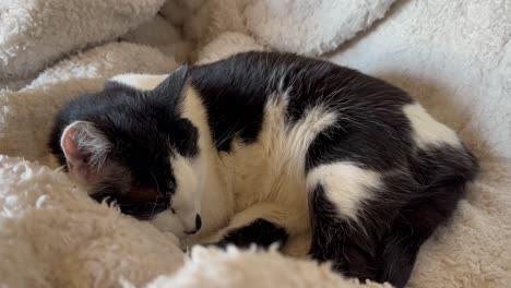 a cat sleeps, breathing calmly in a cozy blanket