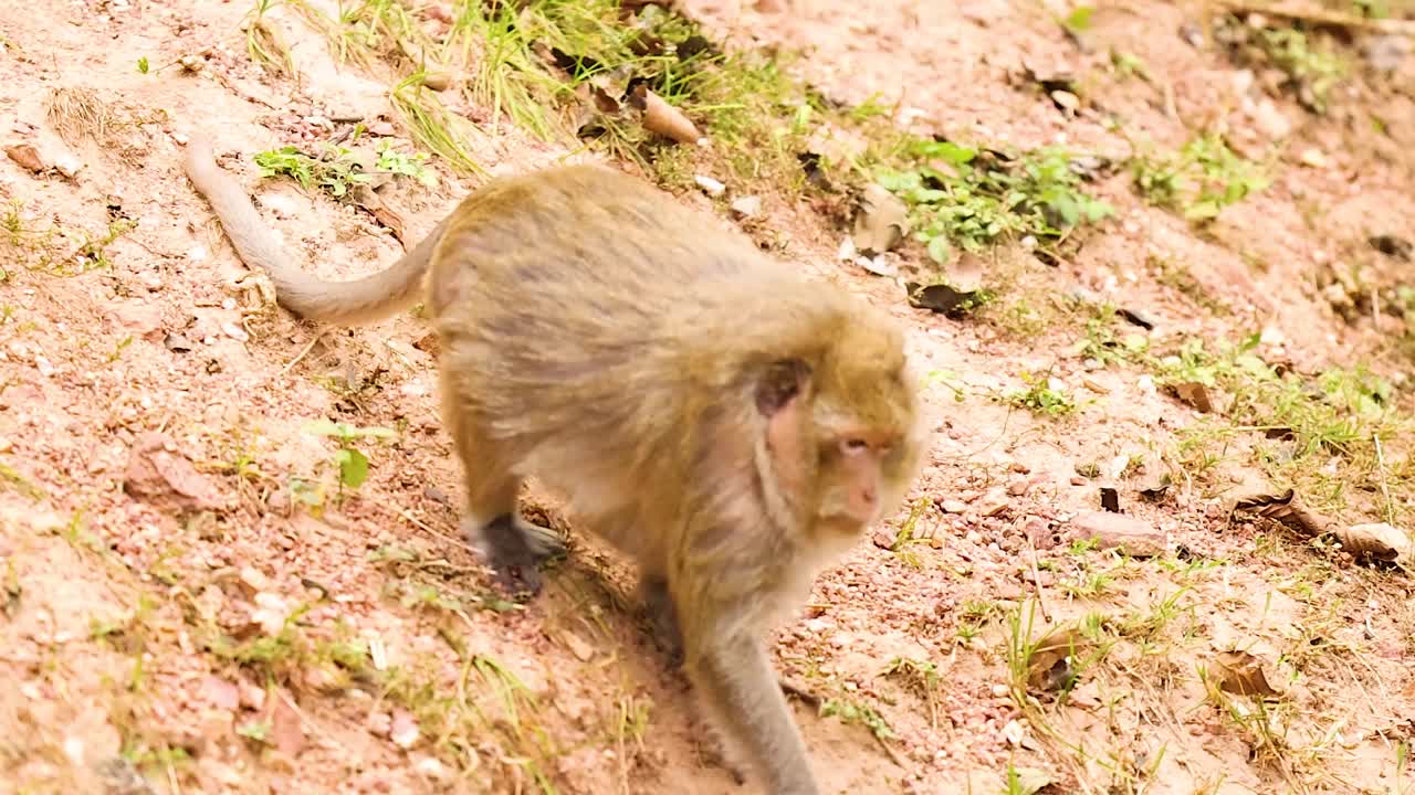 A monkey carefully moves across a sandy, grassy slope, showcasing its agility and curiosity.