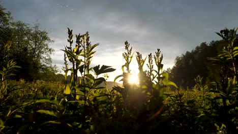 amanecer en un campo de plantas