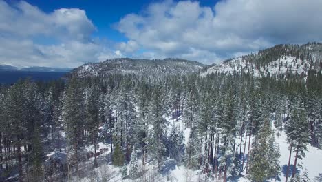 a beautiful aerial over pine trees in winter reveals a snow covered shore of lake tahoe
