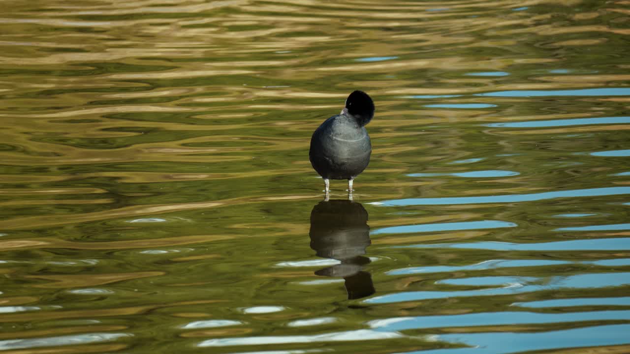 la focha común euroasiática se prepara o limpia las plumas de las alas de pie en un arroyo poco profundo y se refleja en la superficie del agua - vista frontal