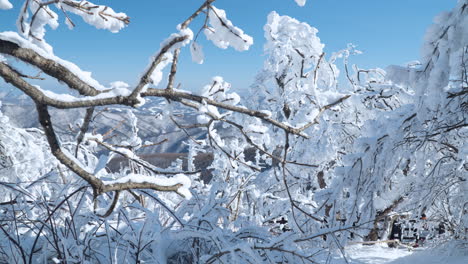 snowcapped forest trees and hikers hiking at balwangsan mountain mona park walking through in winter wonderland, pyeongchang-gun, gangwon-do, south korea - slow motion pull back