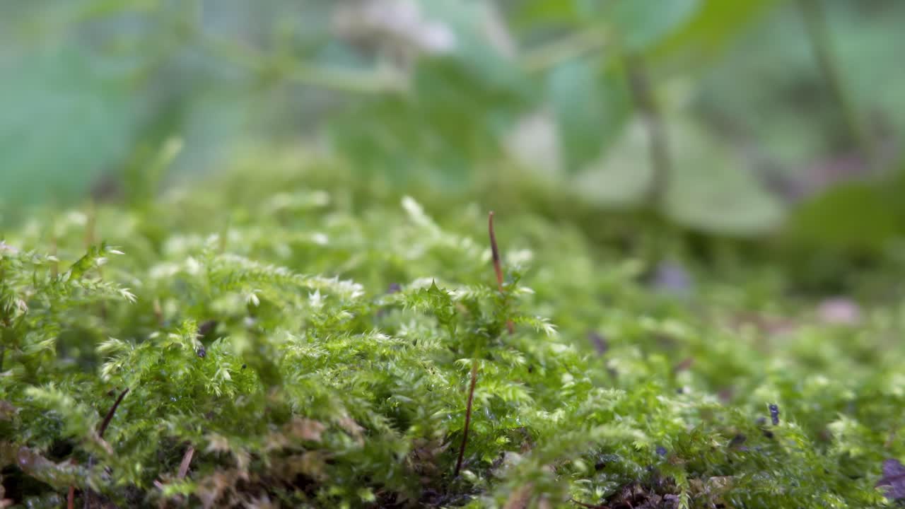 모스의 클로즈업