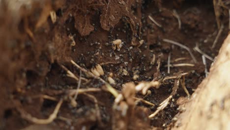 slow motion close up of a troop of ants in nest 4k