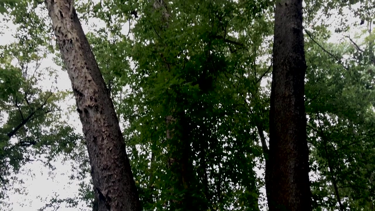 Tre alberi alti. Estate. La telecamera si inclina verso l'alto.