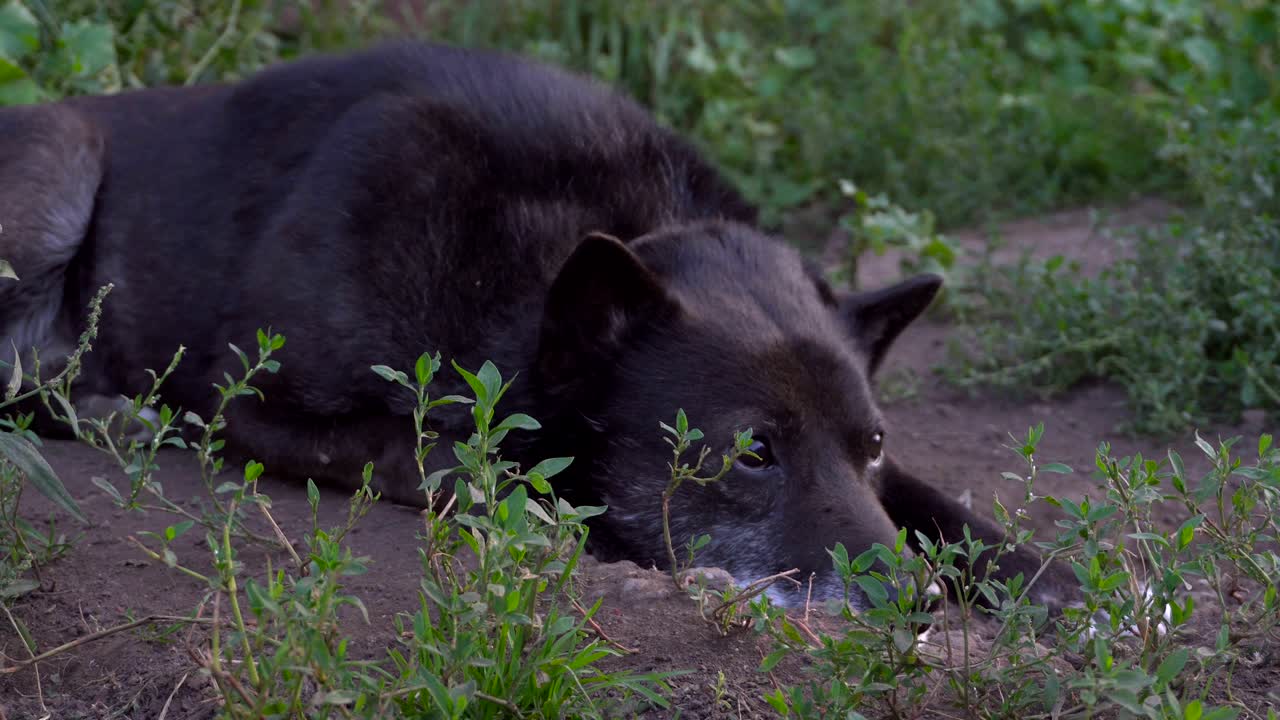 땅에 누워있는 개.
