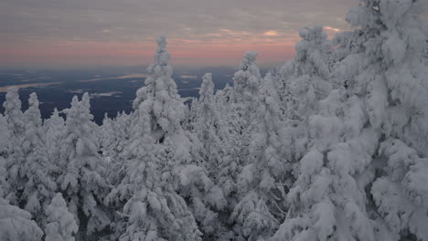 winter landscape on a sunset - pine trees covered in snow in mount orford, quebec, canada - high angle, tilt-up