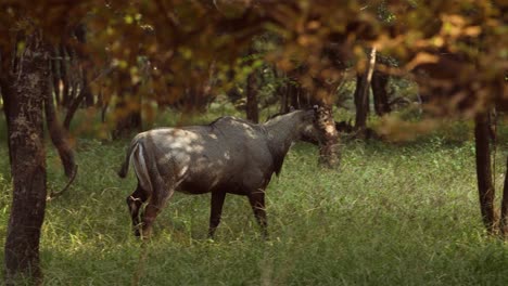 nilgai or blue bull is the largest asian antelope and is endemic to the indian subcontinent. the sole member of the genus boselaphus. ranthambore national park sawai madhopur rajasthan india