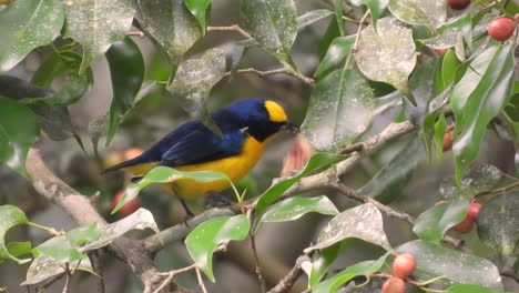 yellow-billed euphonia with food in its beak perched on tree branch before flying off