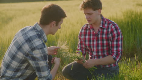 farmers examine ears of grain in agricultural field