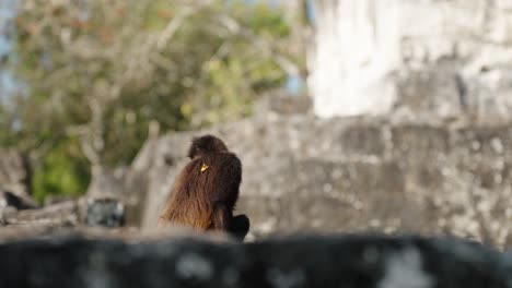 a spider monkey vocalizes while perched on ancient mayan stonework in tikal, with historic ruins blurred in the sunlit background.