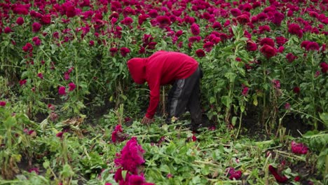 imágenes de un solo agricultor seleccionando y cosechando las mejores flores de terciopelo para vender en los mercados locales