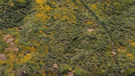 tiro de dron de una hermosa montaña cubierta de flores silvestres amarillas durante la superfloración de california