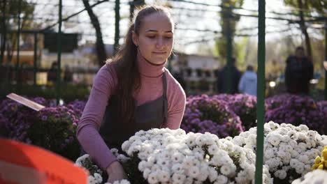 mujer joven en el invernadero con flores revisa una olla de crisantemo blanco. florista atractiva sonriente mujer en delantal examinando y arreglando macetas con crisantemo en el estante