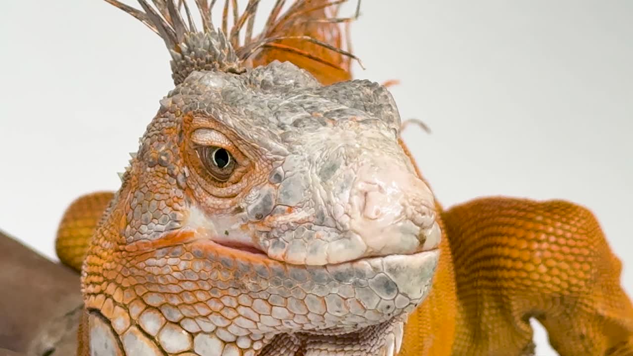 Macro studio shot of an orange iguana head against a white background with bright lighting