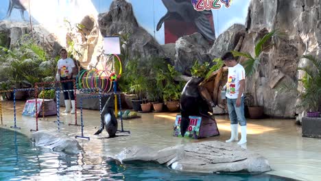 seals realizando trucos en un zoológico