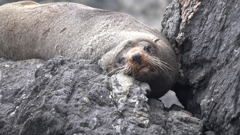 New-Zealand-fur-seal-close-up-sleeping-between-rocks