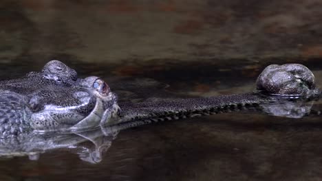 indian gharial crocodiles - heads above water - predators in wait - slow motion