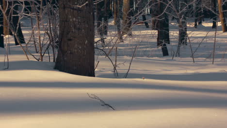 Bosque-Cubierto-De-Nieve-En-Invierno.-Fondo-De-Nieve.-Panorama-Del-Bosque-De-Invierno