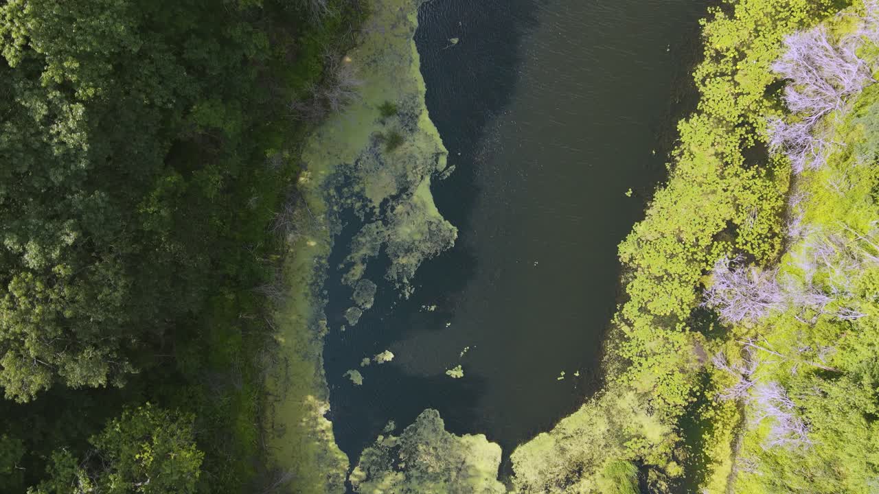 Algae blooms in a swampy lagoon from bird's eye