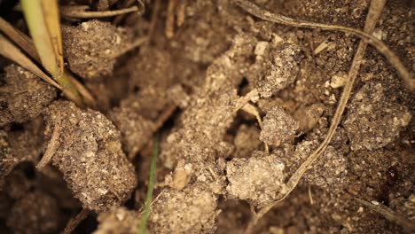 top down view of disturbed fire ant mound - ants moving in and around broken dirt trying to reestablish tunnels