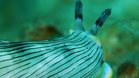 Macro-Dioptría-Cerrar-Blanco-Suave-Negro-Stiped-Cuerpo-Babosa-De-Mar-Gusano-Nudibranquio