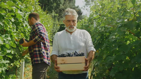 cosecha de uvas en el viñedo