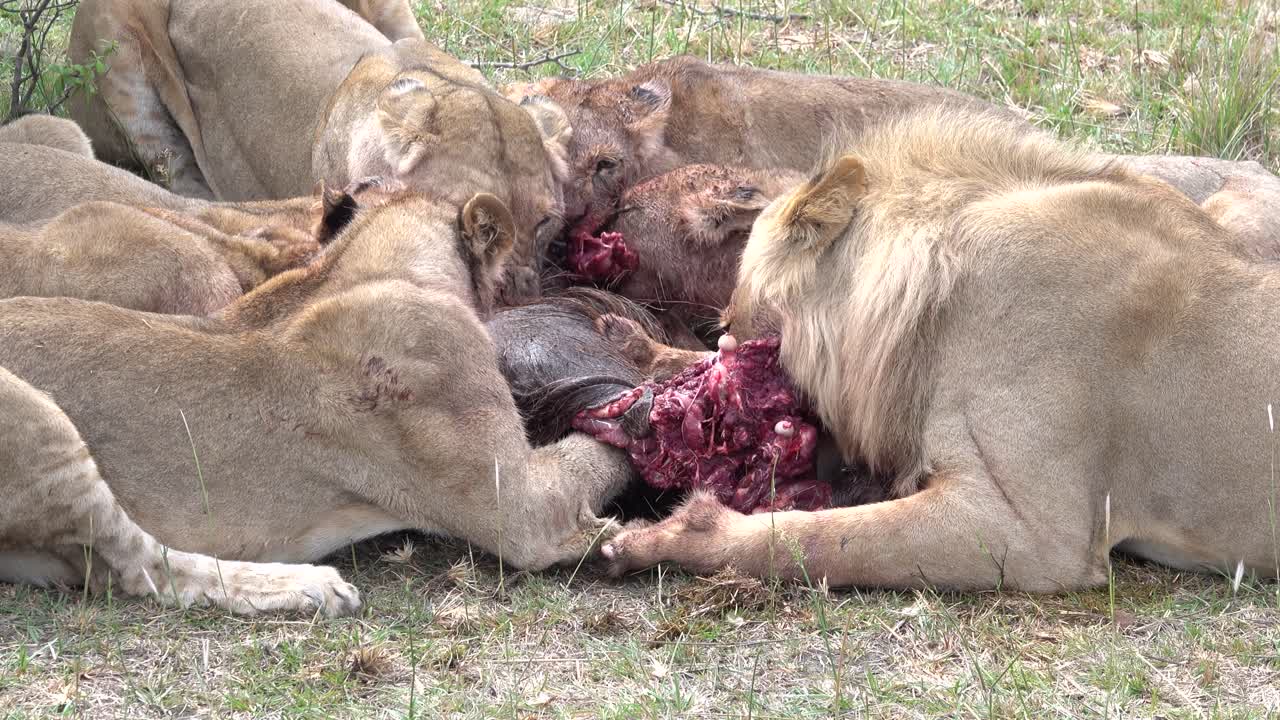 Lions fighting aggressively over a kill