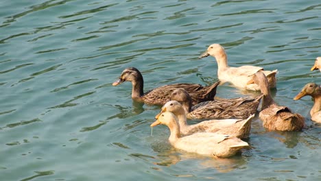 flock of brown ducks on a river