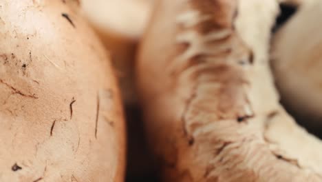 close-up of mushrooms