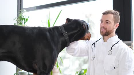 veterinarian examining a doberman