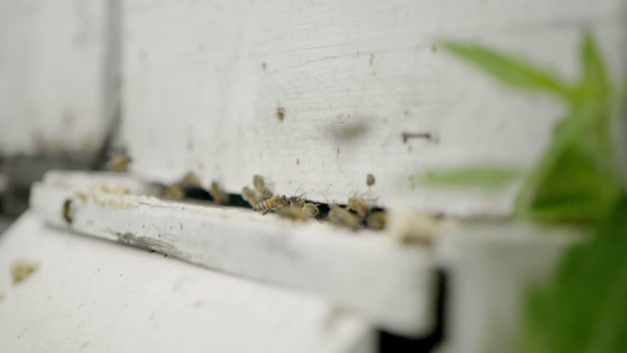 Slow motion, close up of many bees flying into a white wooden beehive