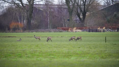 Herde-Rehe-Grasen-Im-Herbst-Feld-In-Der-Nähe-Von-Landwirtschaftlichen-Gebäuden