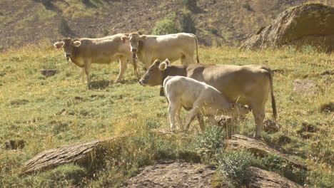el ternero marrón suizo se alimenta de la vaca madre, el ganado pastando en colinas rocosas