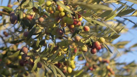 Primer-Plano-De-Un-Olivo-Con-Muchas-Aceitunas-Madurando-Para-Convertirse-En-Aceite-De-Oliva