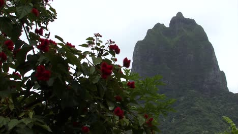 peak of mount tohivea or tohiea, moorea, french polynesia