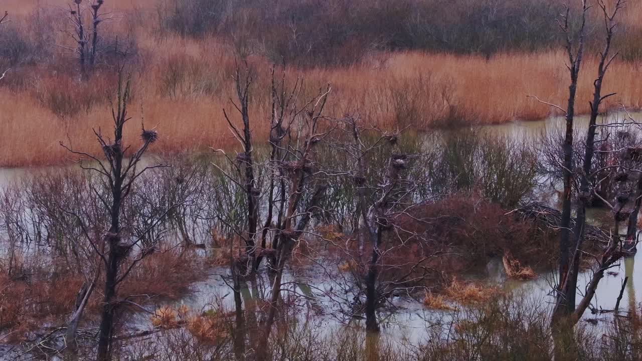 Wetland scene with great cormorant nests resting on bare trees amid calm waters