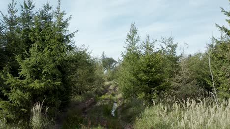 un dron aéreo disparó sobre un hermoso paisaje alemán, bosques, europa