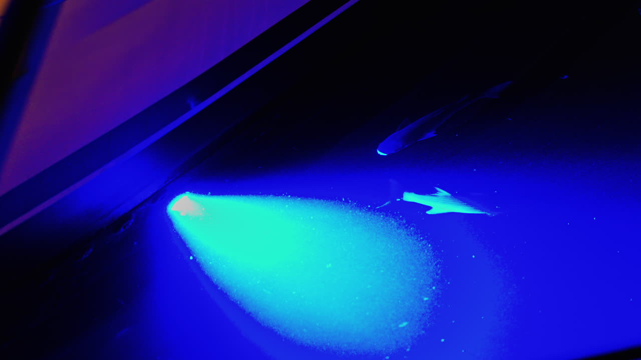 Close up of fish swimming in an aquarium illuminated with blue lights