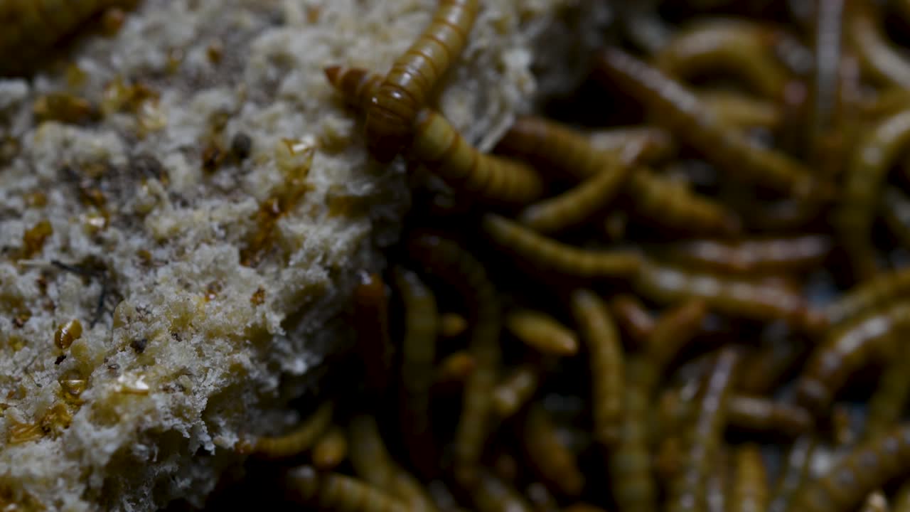 мучной червь - вид жука-чернотелки, используемый для кормления домашних животных, таких как рыбы, змеи, птицы и лягушки