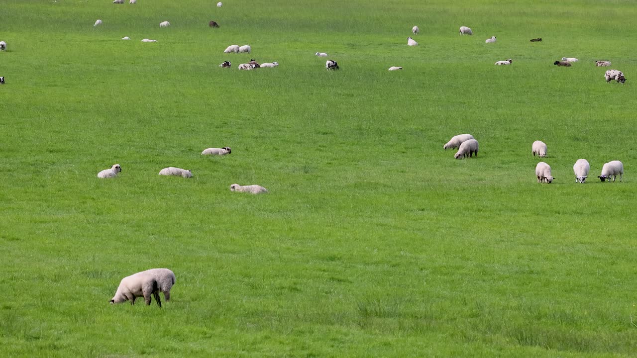 양 들 이 푸른 들판 에서 평화롭게 먹이를 먹고 있다