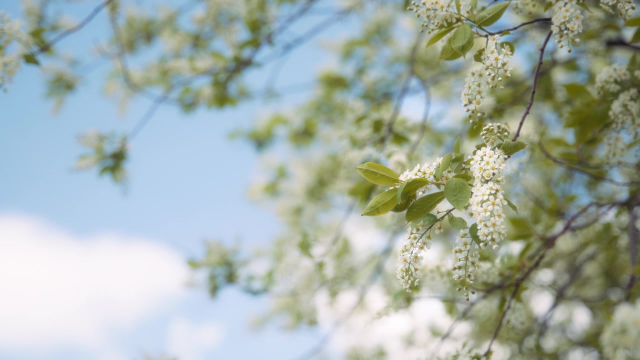 Bird cherry tree blooming in spring