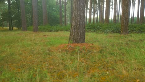 forest ground covered in grass during fresh misty morning